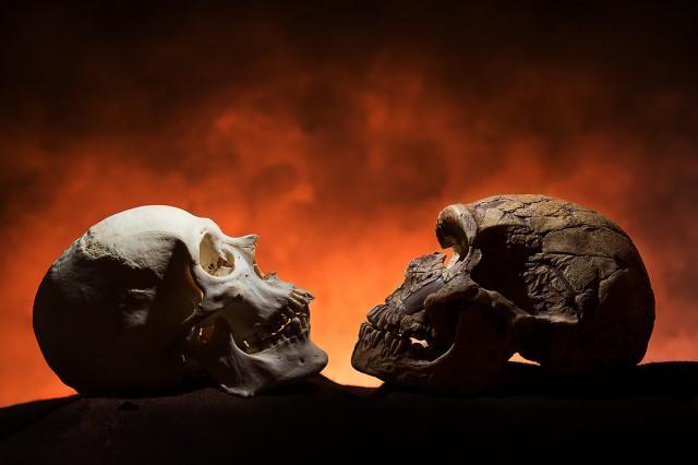 A modern human skull next to a Neandethal-era skull.