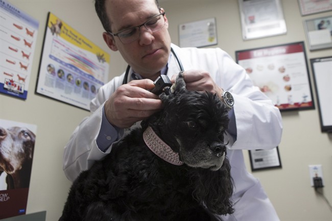 Vet's spring checkup tips for dogs and cats