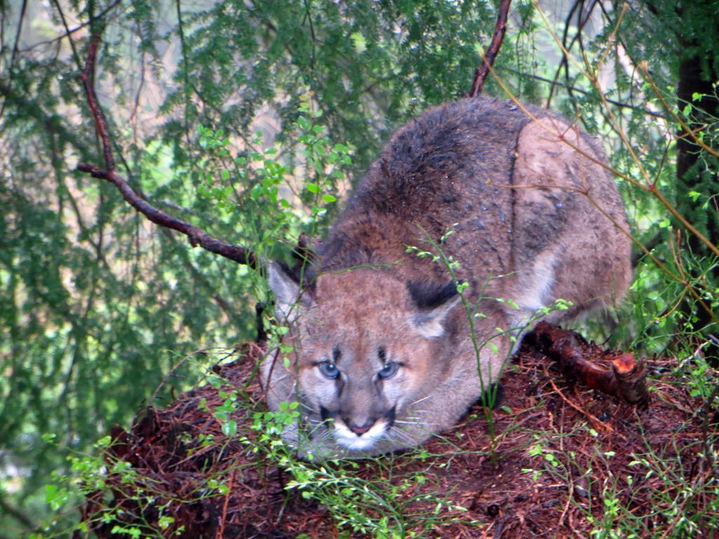 FILE PHOTO: There's been another cougar sighting in the Victoria area.