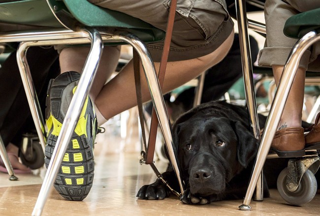 British Columbia's newly revised Guide Dog and Service Dog Act is widely thought to be among the first in Canada to tackle the subject of service animal impersonation, an issue experts say has escalated sharply in recent years.