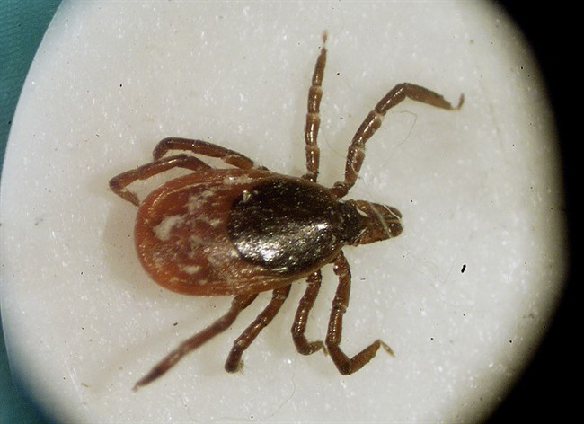 This is a March 2002 file photo of a deer tick under a microscope in the entomology lab at the University of Rhode Island in South Kingstown, R.I.