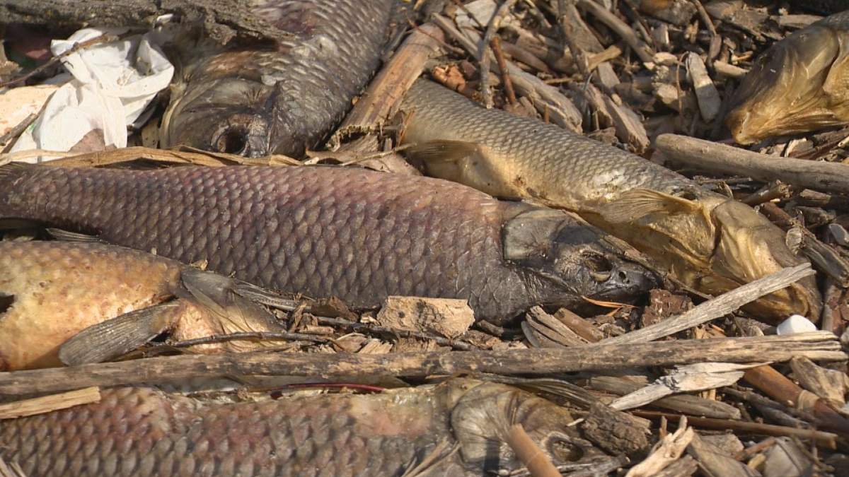 Dead fish line the shore of Wascana Lake after a phenomenon known as the 'Winter Kill'. 