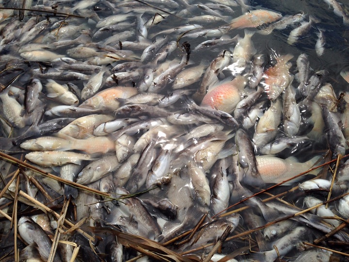 Hundreds of dead fish have been found in floating in the water of Lac des Battures, a small artificial lake on Nun’s Island in Montreal on April 17, 2015.