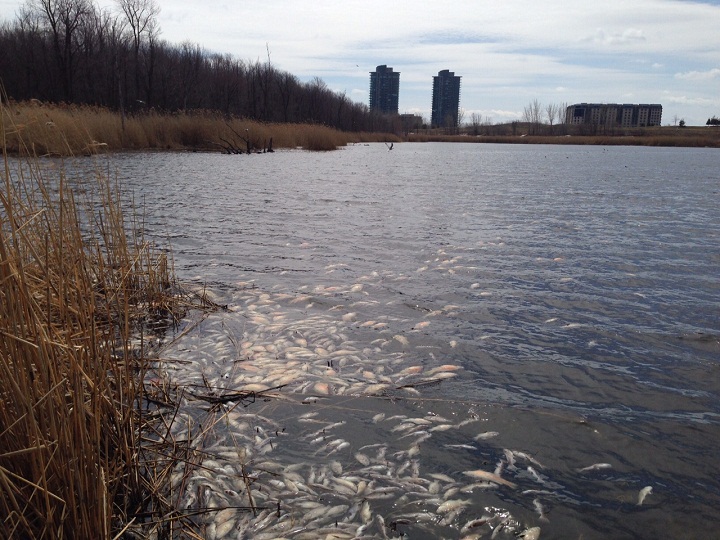 Hundreds of dead fish have been found in floating in the water of Lac des Battures, a small artificial lake on Nun’s Island in Montreal on April 17, 2015.
