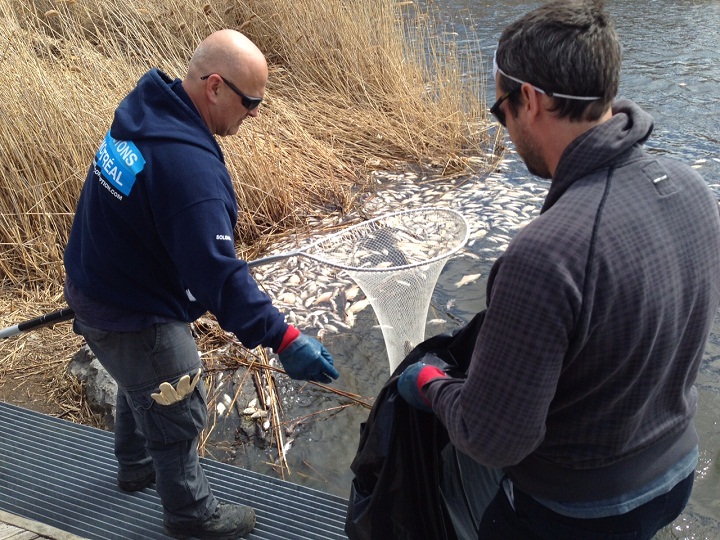 Hundreds of dead fish have been found in floating in the water of Lac des Battures, a small artificial lake on Nun’s Island in Montreal on April 17, 2015.