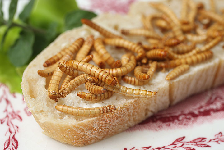 In this photo illustration dried mealworms seasoned with an African rub of cinnamon, coriander, pepper and other spices and bought at a store selling insects for human consumption lie presented on a slice of bread on May 7, 2014 in Berlin, Germany. An increasing numbers of advocates worldwide are promoting insects as a viable source of food for humans, citing the high protein value, abundance and low cost.