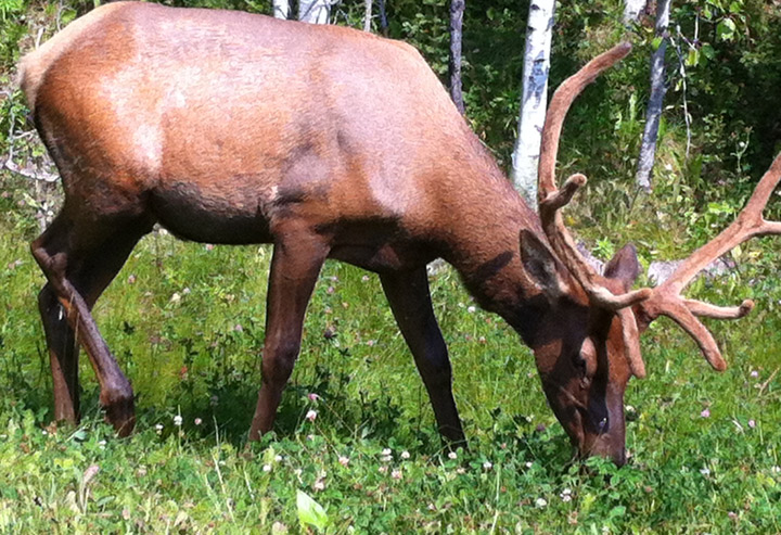 Saskatchewan conservation officers found three men unlawfully shot an elk on private land in 2013.