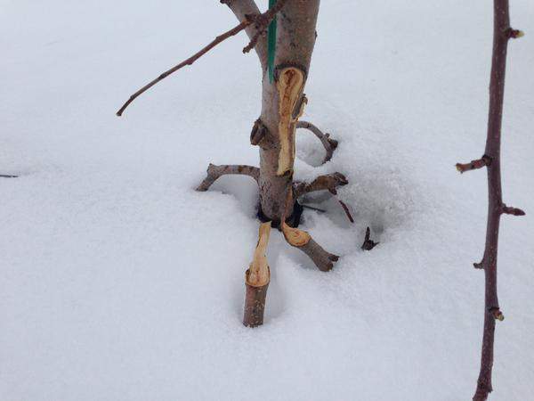 At La Fleur du Pommier apple orchard staff say high snow drifts and heavy snow are ripping their trees apart.