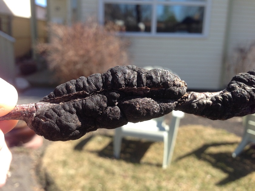 Dead Chokecherry trees like “something out of a horror movie” - image