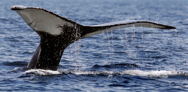 FILE PHOTO - In this April 28, 2009 file photo, water pours off the tail of a humpback whale as it dives at the Stellwagen Bank National Marine Sanctuary off the coast of Massachusetts. 