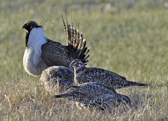 The SSGA and Parks Canada hope a unique project will help restore the habitat for three at-risk species, including the greater sage grouse.