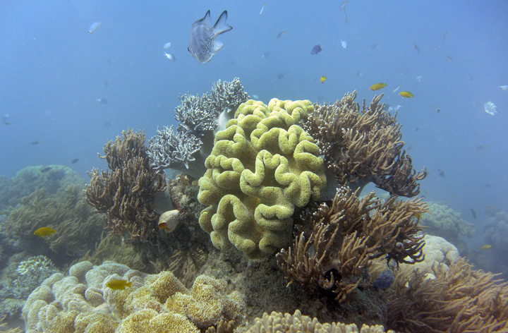 Fish swim through coral in the Great Barrier Reef.