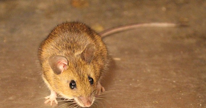 12 Questions & Answers About Mice in your Home