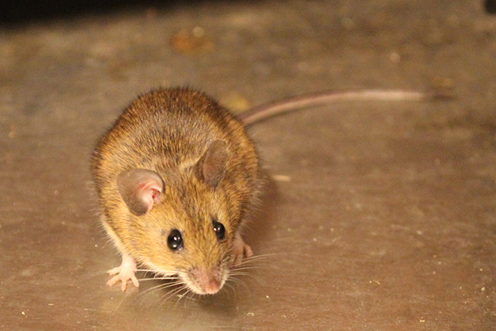 House Mouse