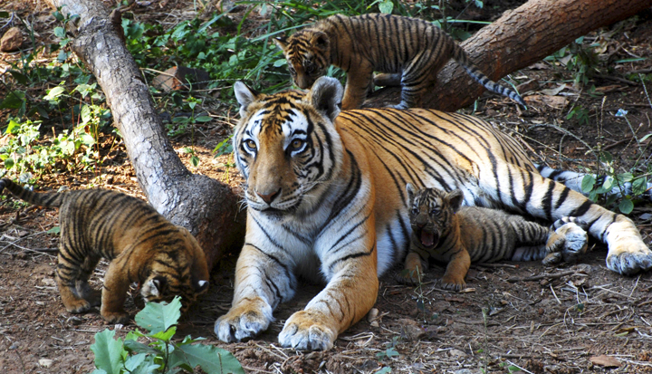 Three two month old tiger cubs play with their mother at Assam State Zoo in Guwahati, India.