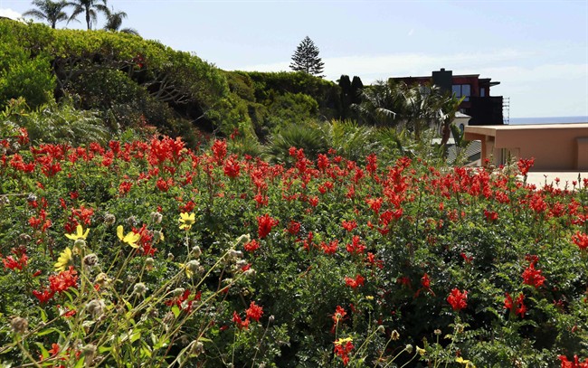 A lack of snow in February has resulted in high pollen counts earlier in the year.