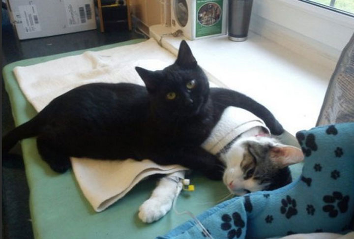 Meet Rademenes, a black cat that comforts sick and recovering animals at a Polish animal shelter.