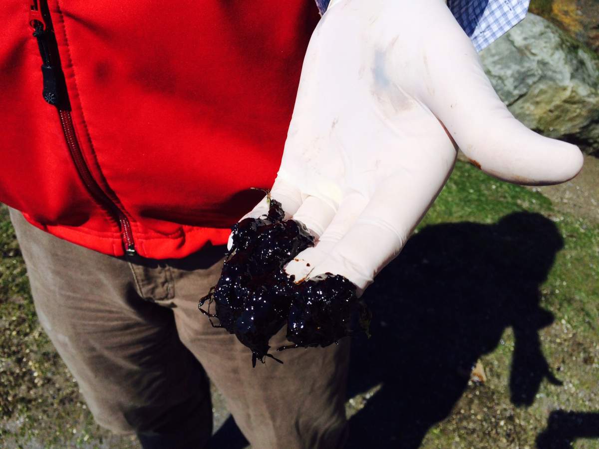 Bunker fuel that washed up on Vancouver’s shores following the 2015 spill.