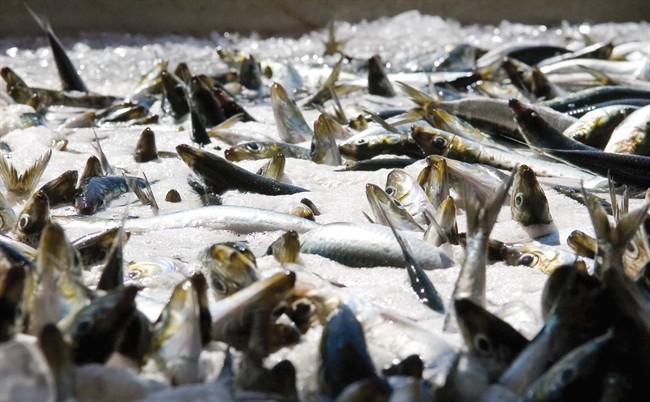 Union wants Pattison Group’s fishing licences pulled after cannery closure - image