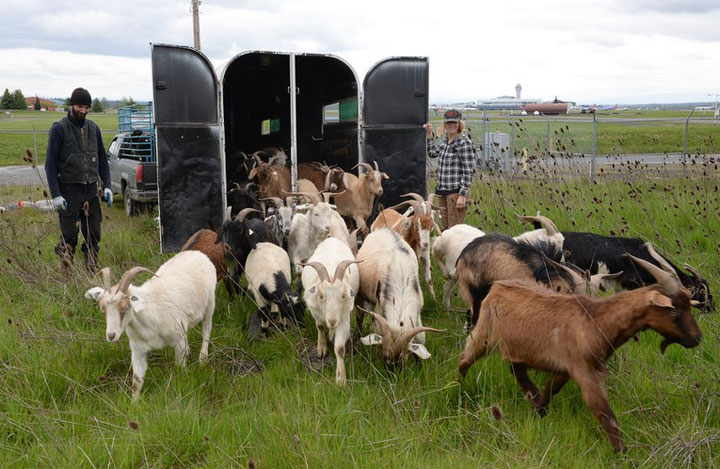 The Portland International Airport in Oregon has hired 40 goats and a llama to munch away at invasive plants around the airstrip.