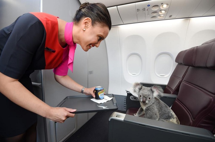 This koala clearly wanted something more exciting then a plain old can of soda when sitting in first class.