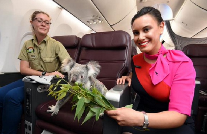 Chicken or fish? No, this koala dined on the finest eucalyptus on a Qantas Airways plane.