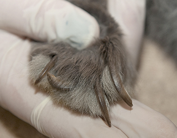 50 rabbits seized by animal cruelty investigators in Nanaimo - BC ...