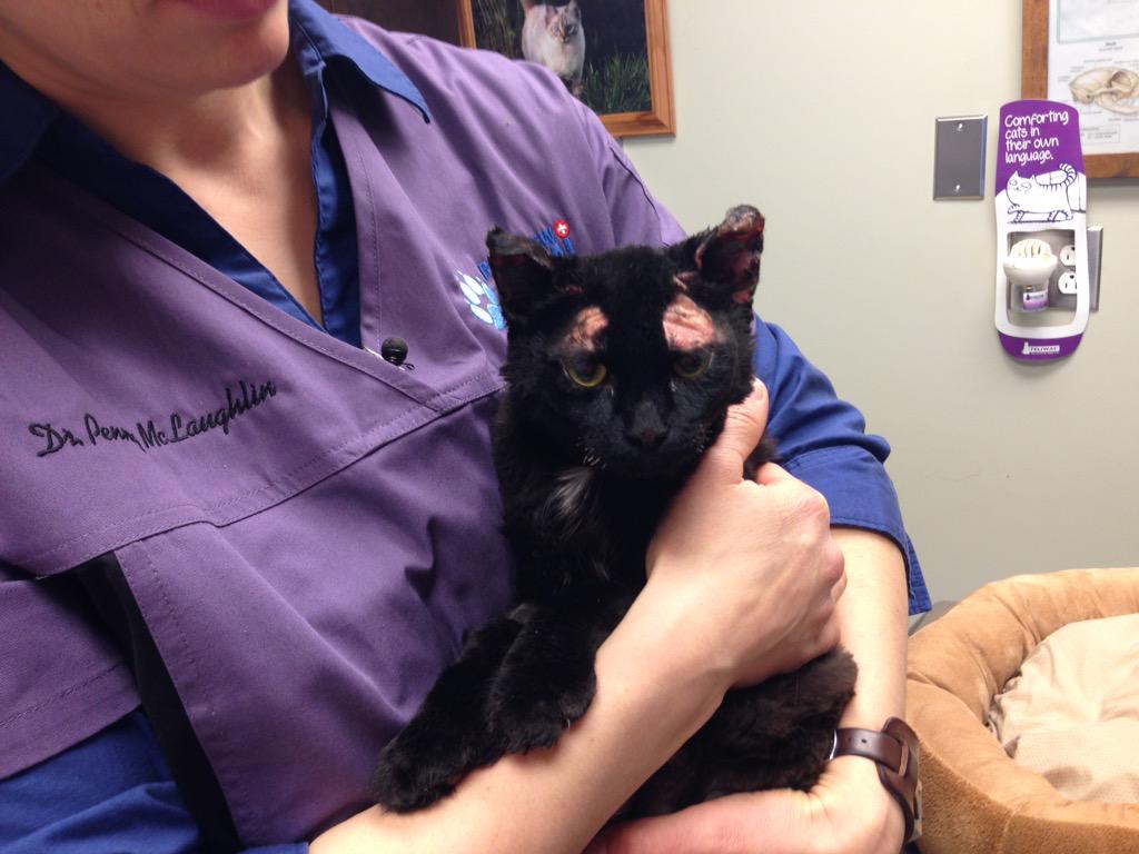 Community groups help injured cat and its owners after Moncton fire - image
