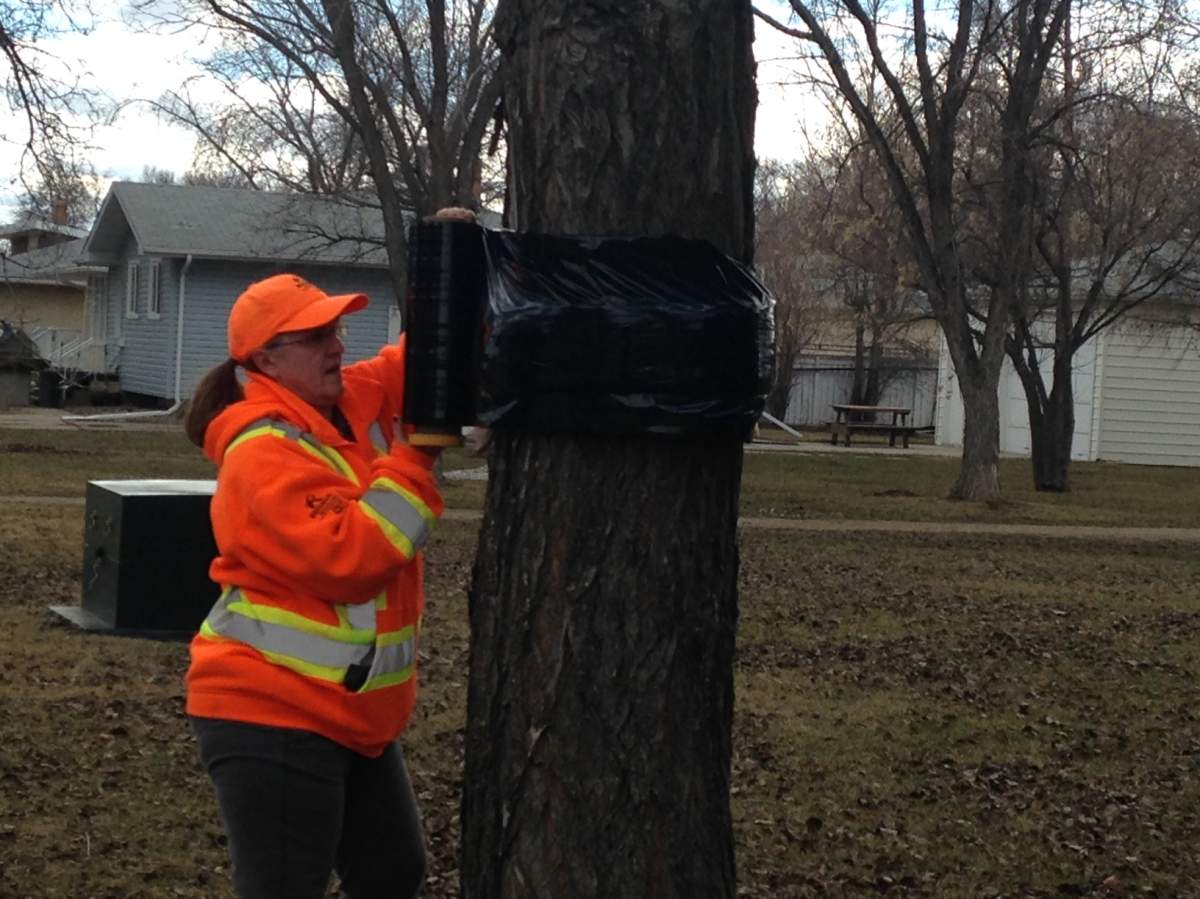 The City of Regina has banded close to 500 trees already this year.