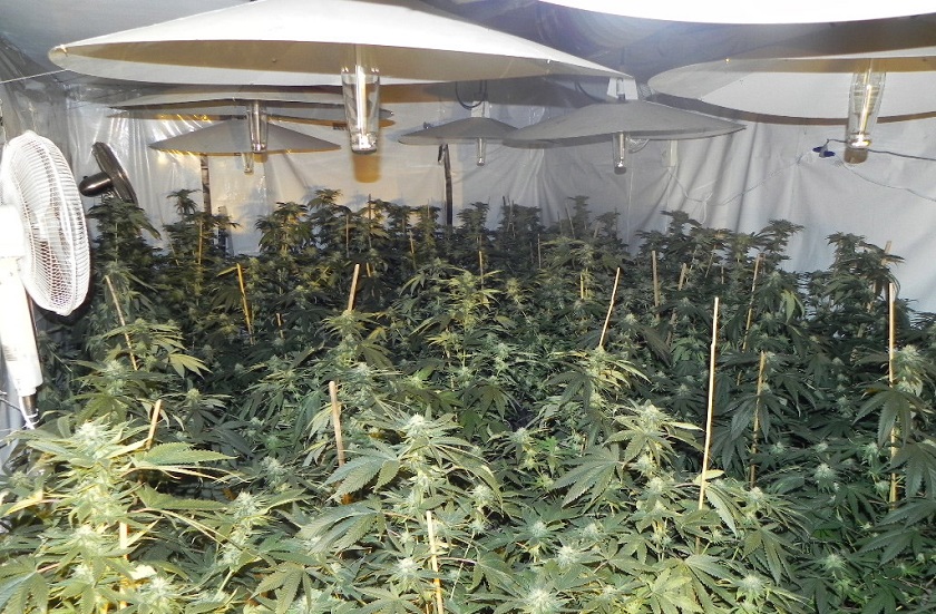 Lac du Bonnet RCMP seized around 500 marijuana plants after executing a search warrant on a rural property in RM of Reynolds.  