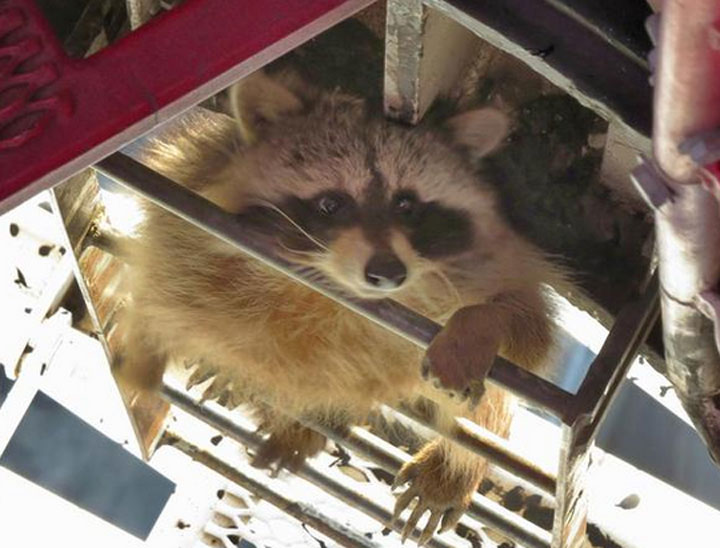 A city raccoon climbed up over 200 metres to possibly get a better view of Toronto while relieving itself on a crane.
