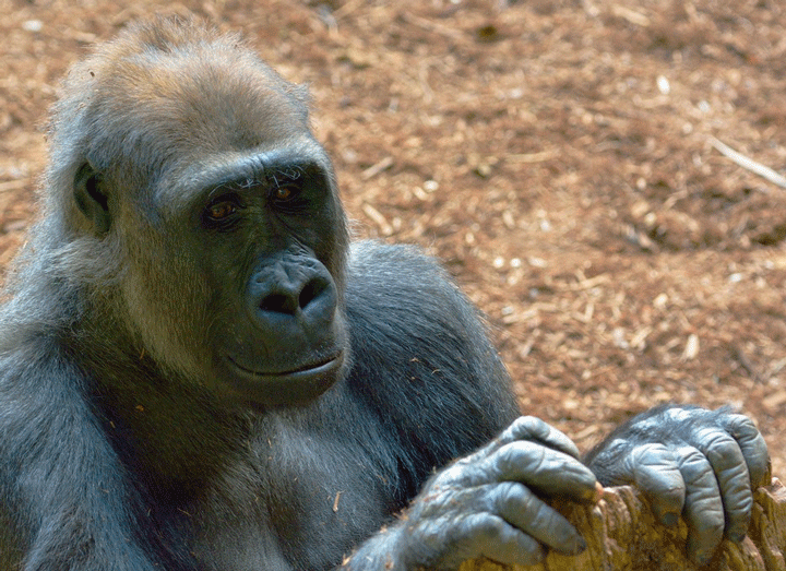 Sadiki, above, in a photo from the Toronto Zoo's facebook page.