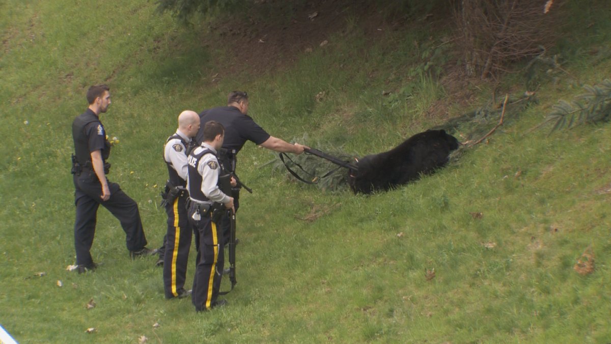 Conservation officers make sure a bear is immobilized in Coquitlam's Town Centre Park on April 26, 2015. 
