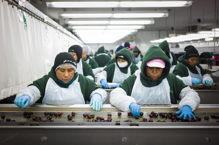 Temporary foreign workers sort and grade cherries at the Jealous Fruits plant near Kelowna, B.C. on August 19, 2014. 