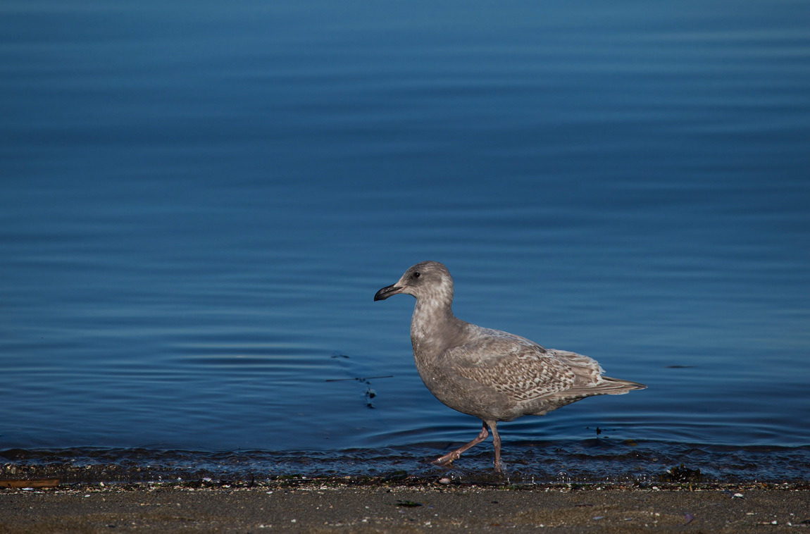 A seagull walks along English Bay beach after a fuel spill