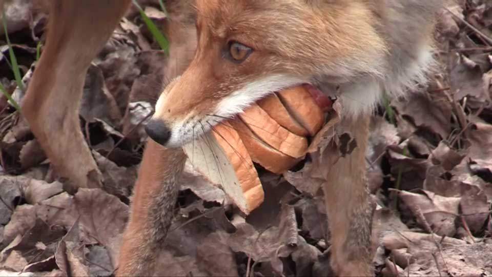 Fox sandwich Chernobyl
