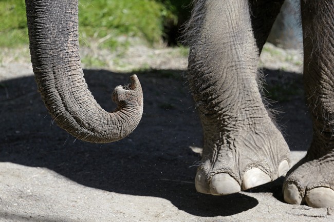 This Thursday, April 9, 2015, photo shows the trunk and feet of Chai, an Asian elephant, at the Woodland Park Zoo, in Seattle. On Wednesday, April 15, the zoo was preparing to move Bamboo and another elephant to a zoo in Oklahoma City after a federal appeals court declined to block their transfer. (AP Photo/Elaine Thompson).