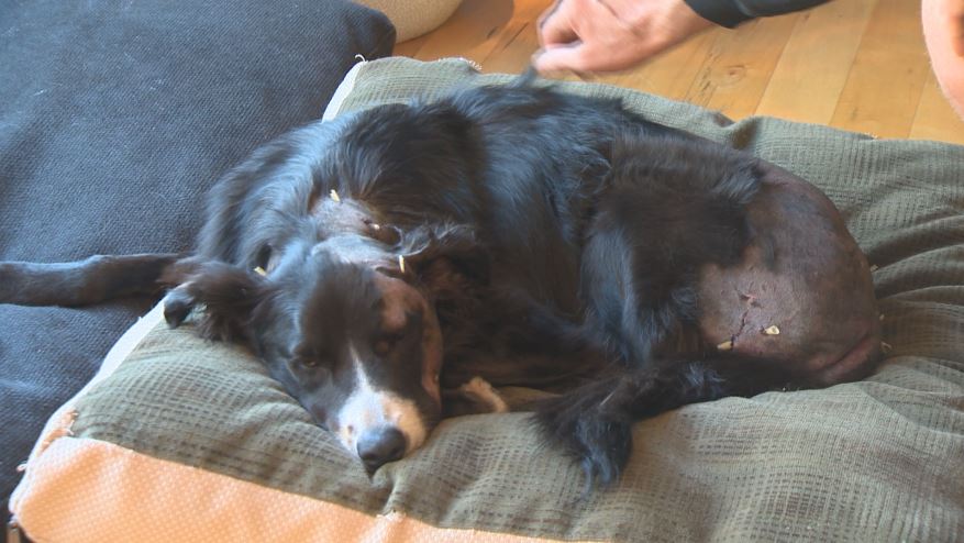 Okanagan dog attacked by cougar lucky to be alive - image