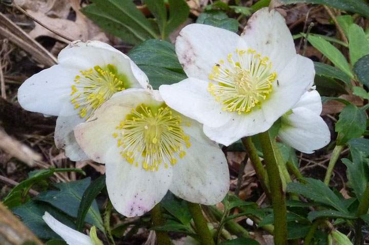 This undated photo shows hellebores flowering in the white garden at the Snug Harbor Cultural Center & Botanical Garden in Staten Island, N.Y. White hellebores are one of a number of flowering plants, shrubs and trees in the white-themed garden. The color scheme was inspired by a famous white garden at Sissinghurst Castle in Kent, England, a historic National Trust site.