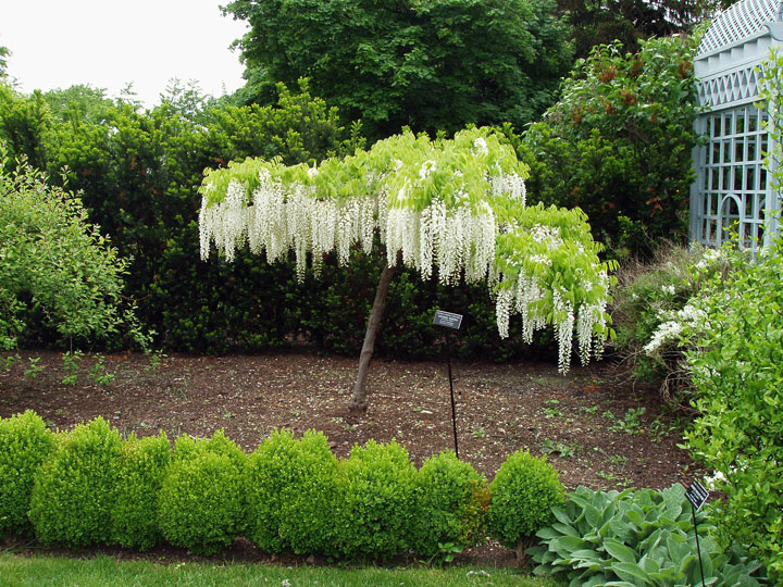 This undated photo shows a white wisteria dripping with blossoms in the white garden at the Snug Harbor Cultural Center & Botanical Garden in Staten Island, N.Y. The garden, inspired by a historic white garden at Sissinghurst Castle in Kent, England, blooms through the summer and fall with white varieties of many common flowers, including alliums, geraniums, peonies, roses, phlox, anemones and asters.