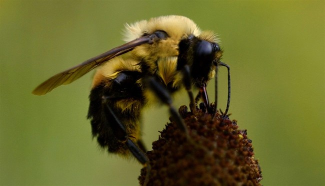Super Awesome Science Show: The beneficial bee - image