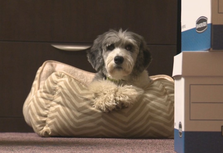 ‘Your pets are living creatures; don’t abandon them,’ says SPCA - image