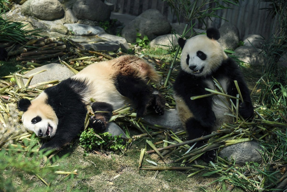 Female pandas eat bamboo at Chengdu Panda Breeding Research Center in Chengdu in southwest China's Sichuan province Wednesday, May 13, 2015. Police in southwestern China arrested 10 people for killing a female wild giant panda, buying and selling its parts, state media said Wednesday. 