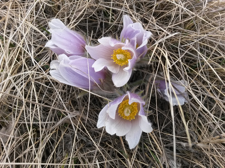 May 7: Marion Littlewolfe took this Your Saskatchewan photo in Pelly.