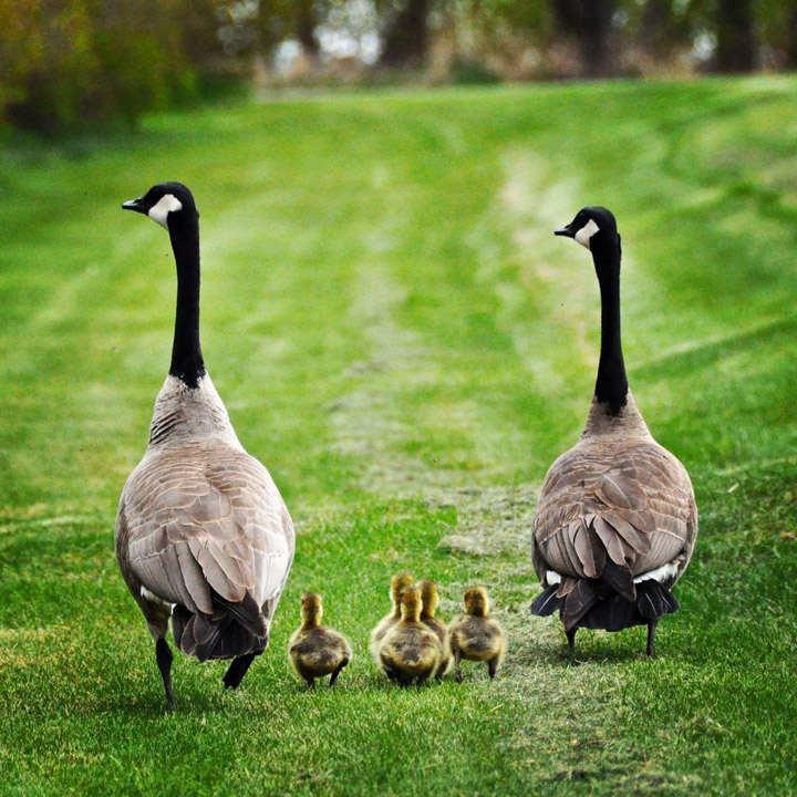 May 13: Daniel Bushman took this Your Saskatchewan photo in Watrous.