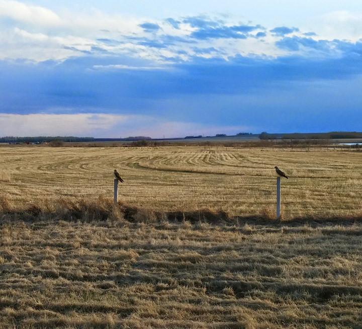May 22: Sharleen Nicholas-Scott took this Your Saskatchewan photo north of Blaine Lake.