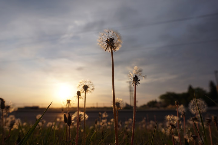 May 27: Brigitte April took this Your Saskatchewan photo in Saskatoon.