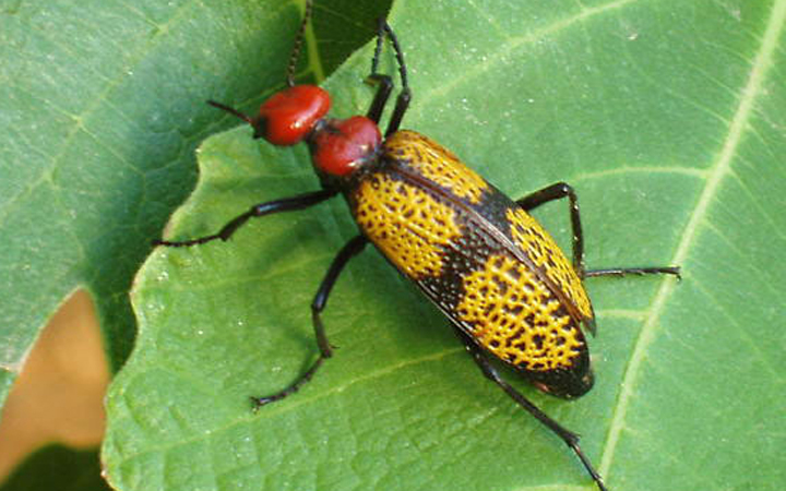 Iron Cross Blister beetle.