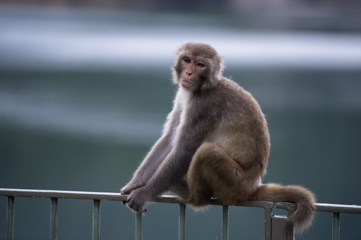 In this file photo a macaque monkey sits on a fence.