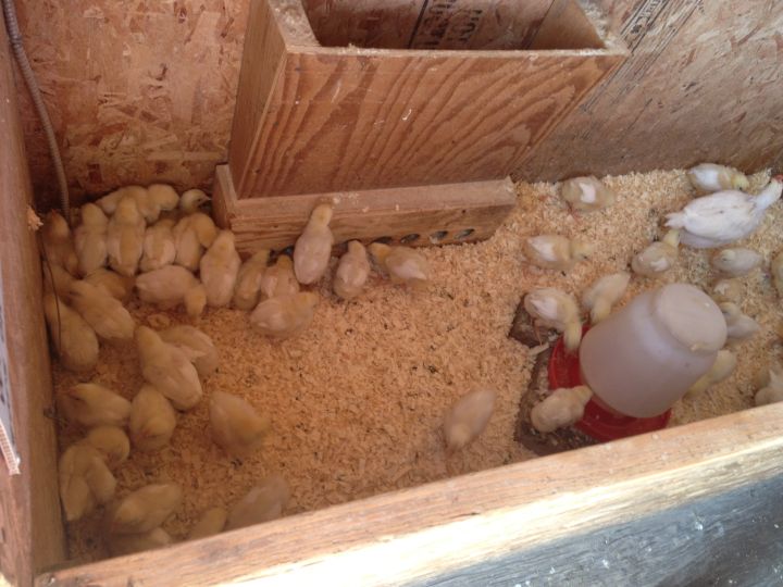 Butterfield Acres chicks